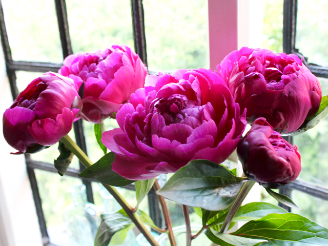 Top Five | Peonies 