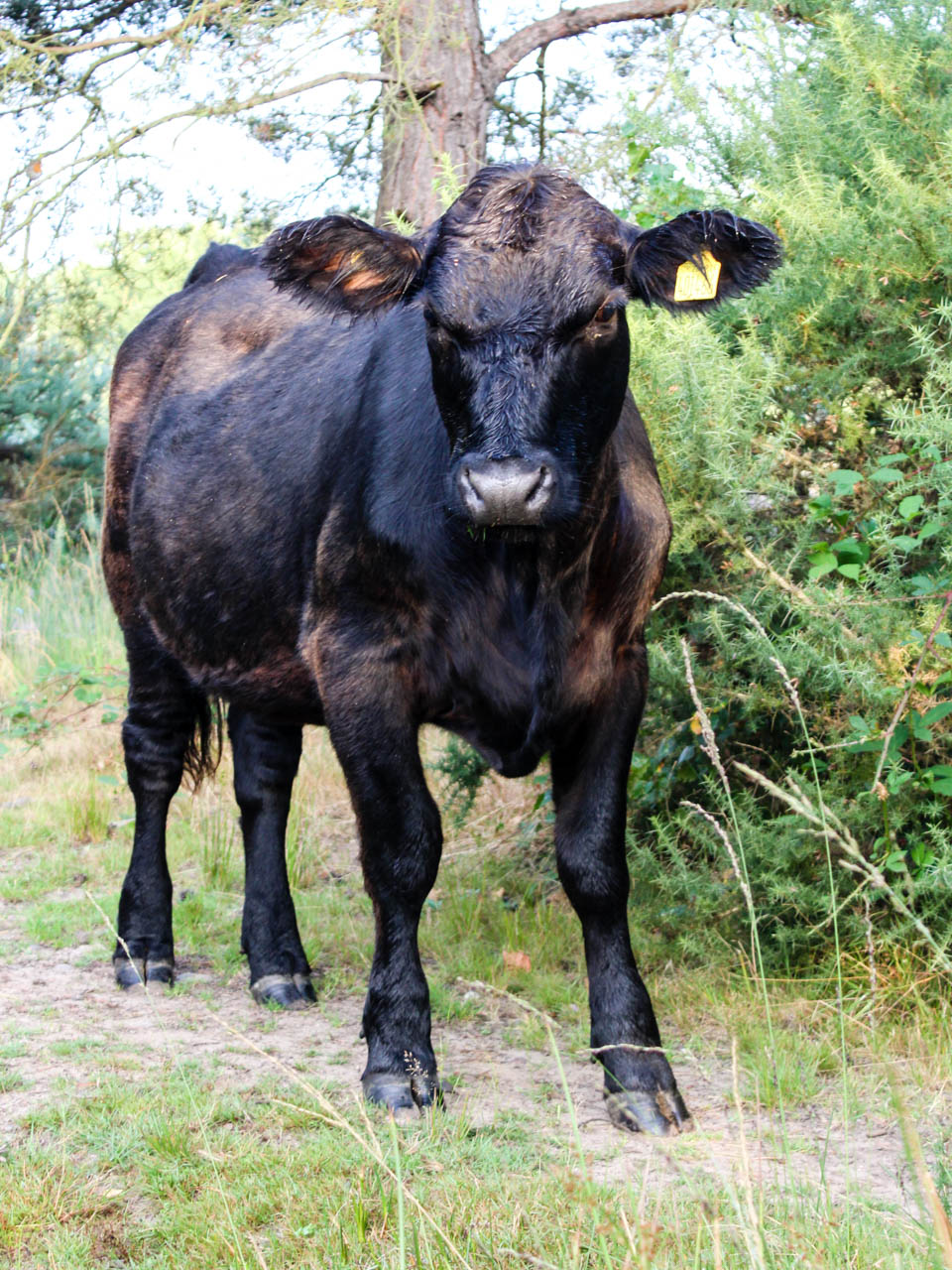 Cow Horsell Common